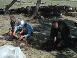 Yün sezonu açıldı